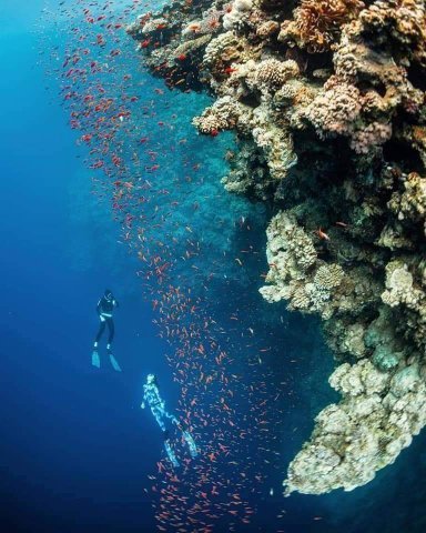 Snorkeling Tour In Sharm El Shiekh $45 - Trip Light Tours