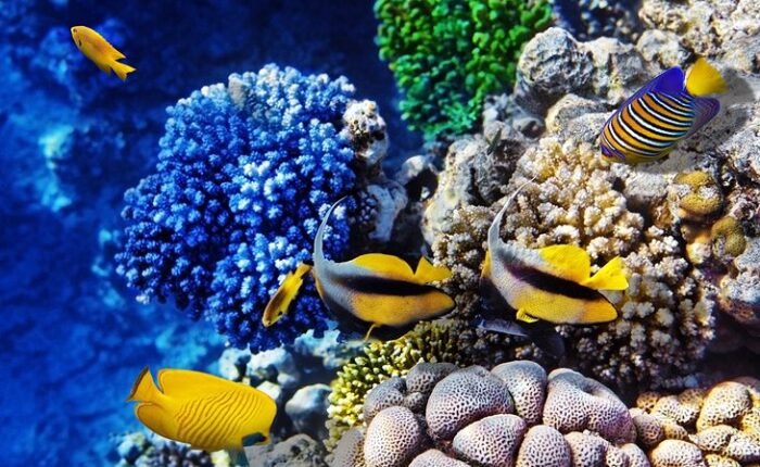 The Best Submarine Tour In Hurghada $50 - Trip Light Tours