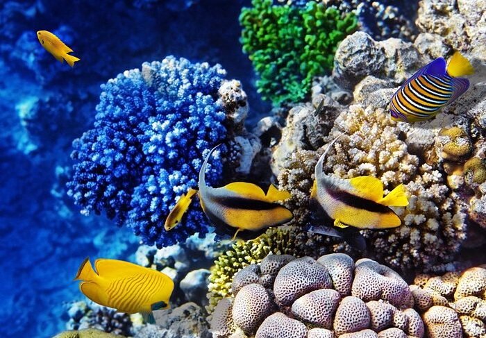 The Best Submarine Tour In Hurghada $50 - Trip Light Tours