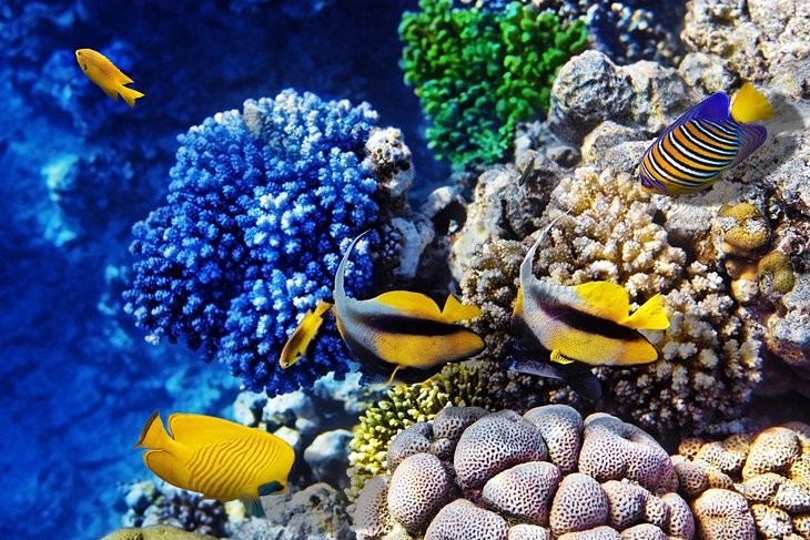 The Best Submarine Tour In Hurghada $50 - Trip Light Tours